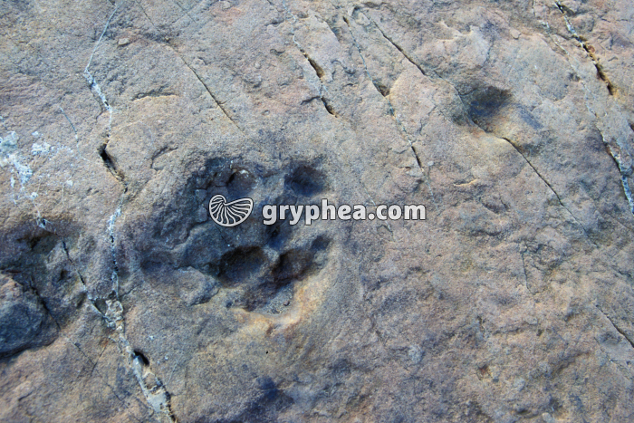 Traces dinosaure Emosson - gryphea.org